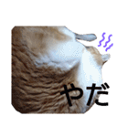 白茶トラ猫のととちゃんスタンプ(日常会話)（個別スタンプ：33）