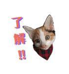 仔猫のラナ（個別スタンプ：1）