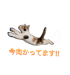 仔猫のラナ（個別スタンプ：2）