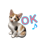 仔猫のラナ（個別スタンプ：3）