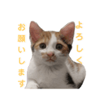仔猫のラナ（個別スタンプ：5）