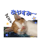 仔猫のラナ（個別スタンプ：6）