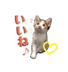 仔猫のラナ（個別スタンプ：7）