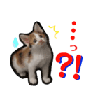仔猫のラナ（個別スタンプ：8）