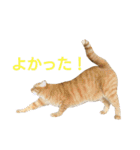 ♡アンナとチルチルのスタンプ♡（個別スタンプ：14）