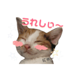仔猫のラナ 2（個別スタンプ：1）