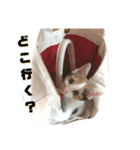 仔猫のラナ 2（個別スタンプ：2）