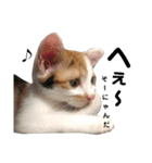 仔猫のラナ 2（個別スタンプ：3）