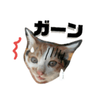仔猫のラナ 2（個別スタンプ：4）