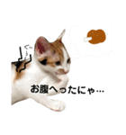 仔猫のラナ 2（個別スタンプ：5）