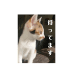 仔猫のラナ 2（個別スタンプ：6）