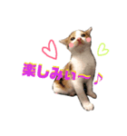 仔猫のラナ 2（個別スタンプ：7）