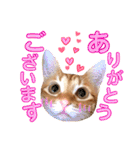 ねこすた・茶トラ猫バージョン（個別スタンプ：1）