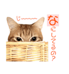 ねこすた・茶トラ猫バージョン（個別スタンプ：2）