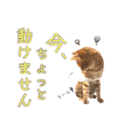 ねこすた・茶トラ猫バージョン（個別スタンプ：4）
