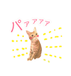 ねこすた・茶トラ猫バージョン（個別スタンプ：5）