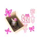 ねこすた・茶トラ猫バージョン（個別スタンプ：6）