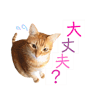 ねこすた・茶トラ猫バージョン（個別スタンプ：7）