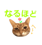 ねこすた・茶トラ猫バージョン（個別スタンプ：8）