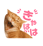 ねこすた・茶トラ猫バージョン（個別スタンプ：9）