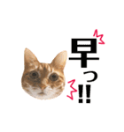 ねこすた・茶トラ猫バージョン（個別スタンプ：10）