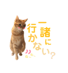 ねこすた・茶トラ猫バージョン（個別スタンプ：11）