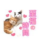 ねこすた・茶トラ猫バージョン（個別スタンプ：12）