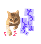 ねこすた・茶トラ猫バージョン（個別スタンプ：13）