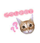 ねこすた・茶トラ猫バージョン（個別スタンプ：14）