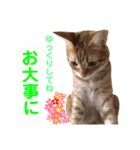 ねこすた・茶トラ猫バージョン（個別スタンプ：15）