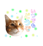 ねこすた・茶トラ猫バージョン（個別スタンプ：16）