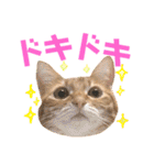 ねこすた・茶トラ猫バージョン（個別スタンプ：17）