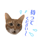 ねこすた・茶トラ猫バージョン（個別スタンプ：19）