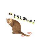 ねこすた・茶トラ猫バージョン（個別スタンプ：20）