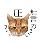 ねこすた・茶トラ猫バージョン（個別スタンプ：21）