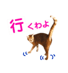 ねこすた・茶トラ猫バージョン（個別スタンプ：22）
