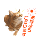 ねこすた・茶トラ猫バージョン（個別スタンプ：23）