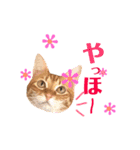 ねこすた・茶トラ猫バージョン（個別スタンプ：24）