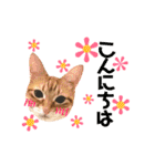 ねこすた・茶トラ猫バージョン（個別スタンプ：25）