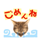 ねこすた・茶トラ猫バージョン（個別スタンプ：26）