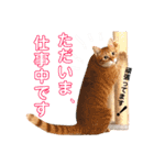 ねこすた・茶トラ猫バージョン（個別スタンプ：27）