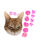 ねこすた・茶トラ猫バージョン（個別スタンプ：28）