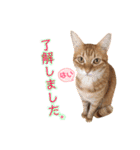 ねこすた・茶トラ猫バージョン（個別スタンプ：30）