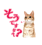 ねこすた・茶トラ猫バージョン（個別スタンプ：31）