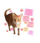 ねこすた・茶トラ猫バージョン（個別スタンプ：32）