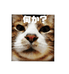 チビ太とその他（個別スタンプ：2）