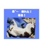 チビ太とその他（個別スタンプ：10）