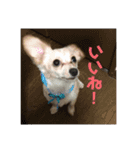 みずぽぽ家族のスタンプ（個別スタンプ：8）