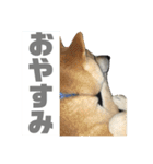 柴犬まろ③写真文字入り（個別スタンプ：1）