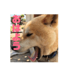 柴犬まろ③写真文字入り（個別スタンプ：2）